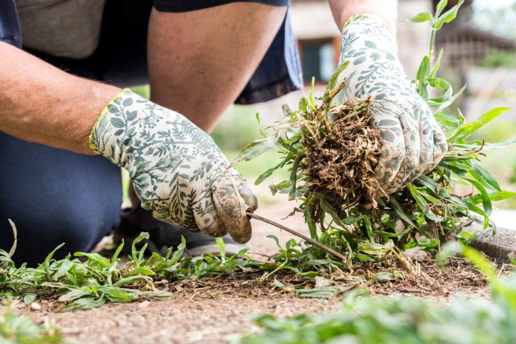 soil restoration lawn