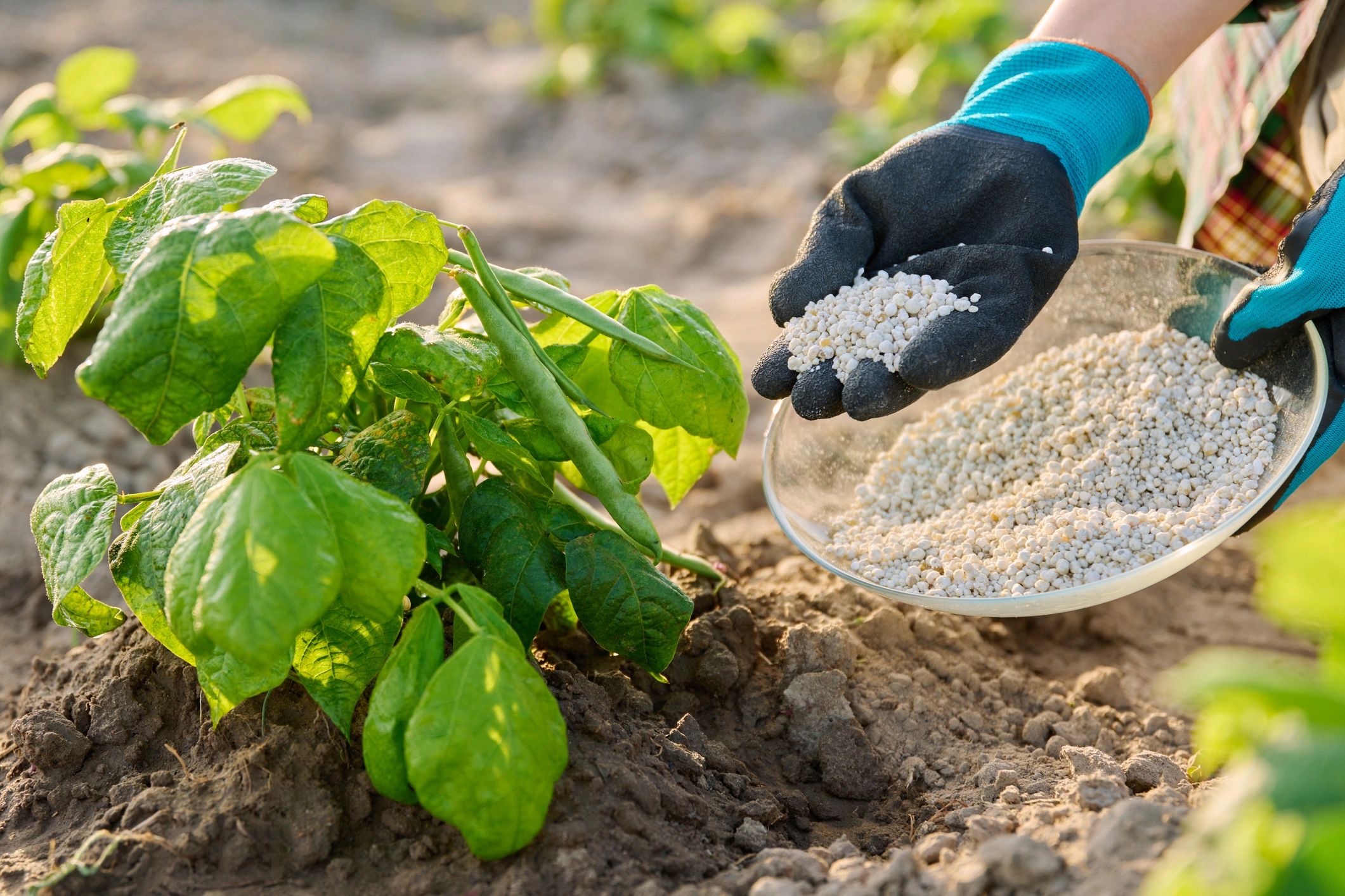 organic fertilizer application
