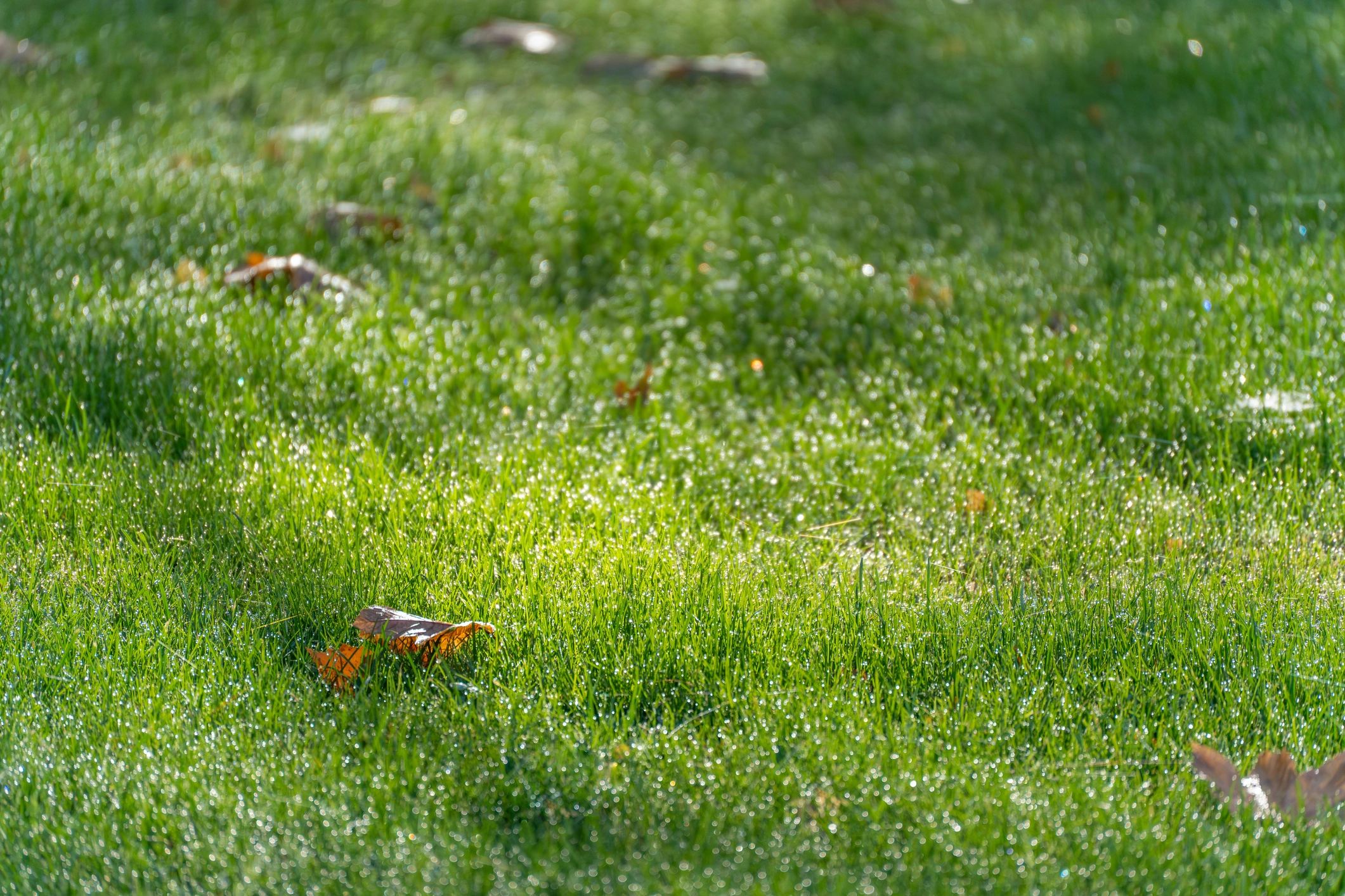healthy green lawn Texas